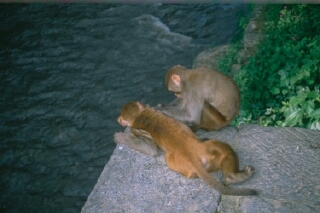 Pashupatinath: Micos a la vora del riu